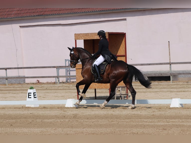 Hanoverian Gelding 10 years 16,2 hh Bay-Dark in Lomec