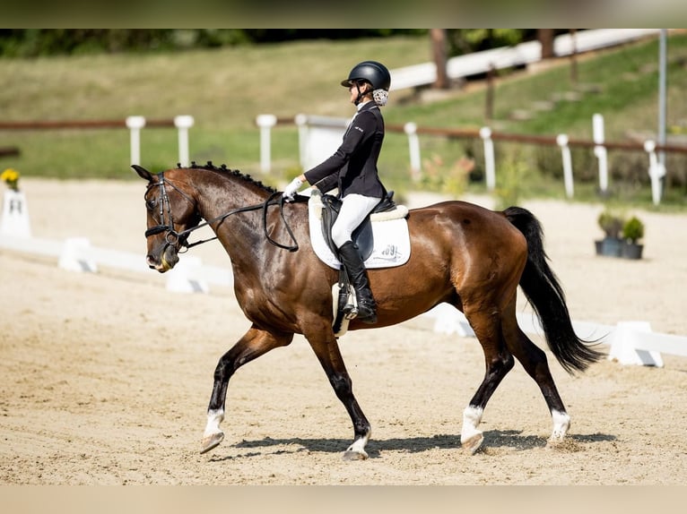 Hanoverian Gelding 10 years 16,2 hh Bay-Dark in Lomec