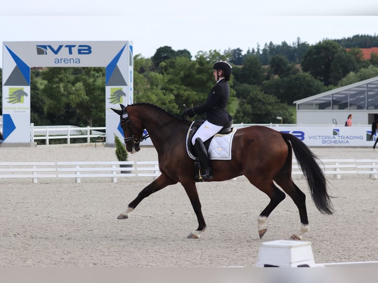 Hanoverian Gelding 10 years 16,2 hh Bay-Dark in Lomec