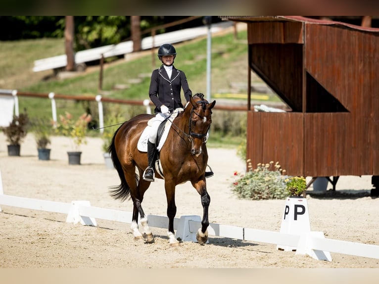 Hanoverian Gelding 10 years 16,2 hh Bay-Dark in Lomec