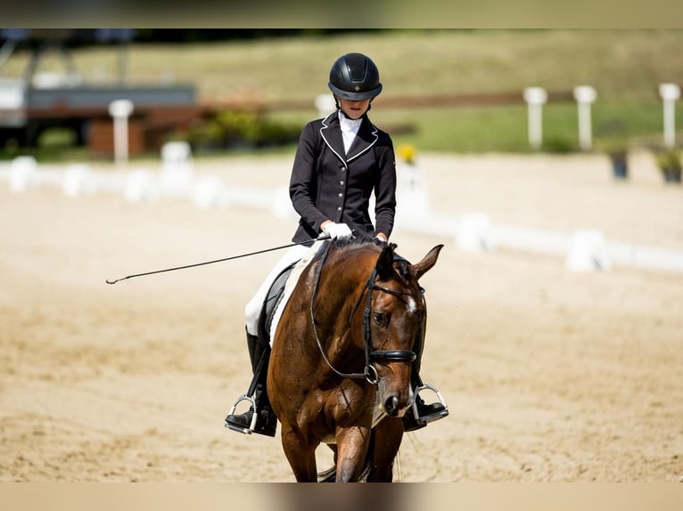 Hanoverian Gelding 10 years 16,2 hh Bay-Dark in Lomec