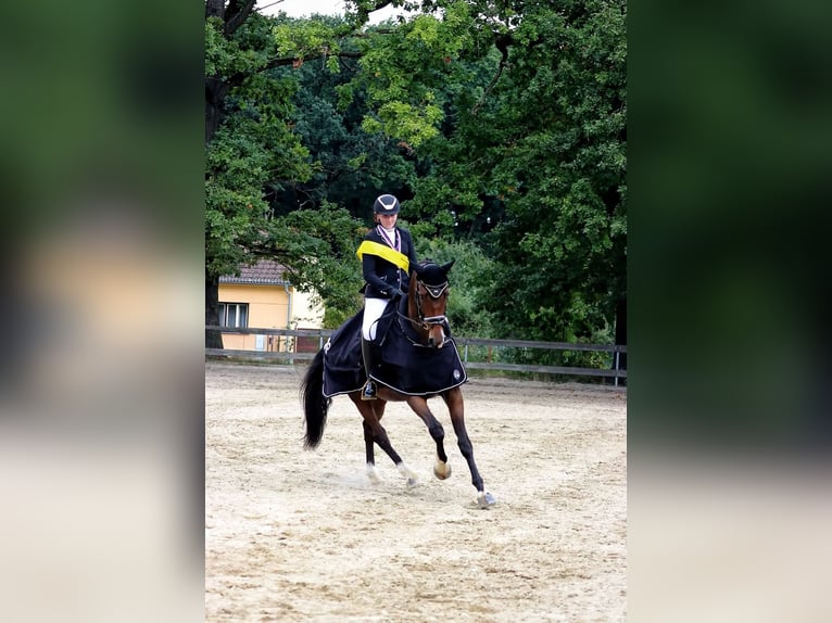 Hanoverian Gelding 10 years 16,2 hh Bay-Dark in Lomec