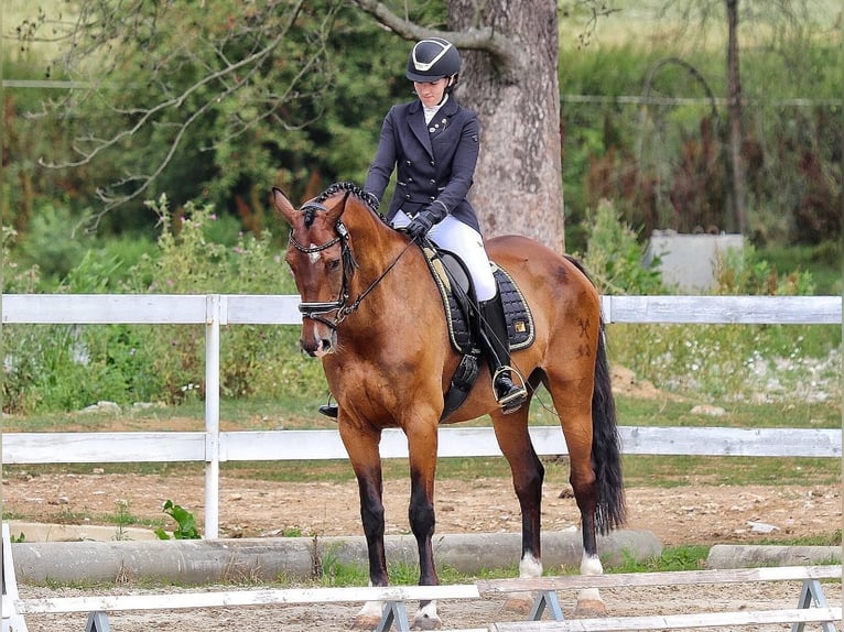 Hanoverian Gelding 10 years 16,2 hh Bay-Dark in Lomec