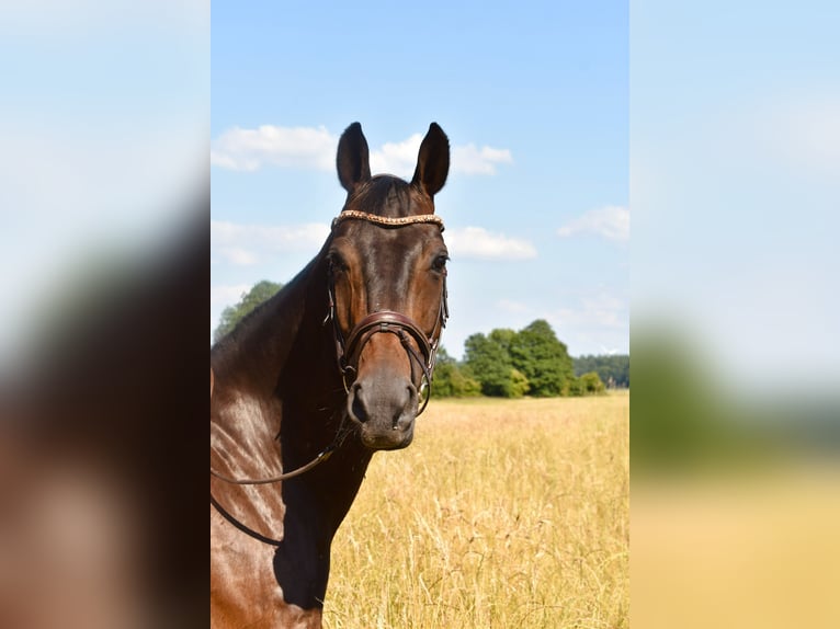 Hanoverian Gelding 10 years 16,2 hh Bay-Dark in Bremervörde