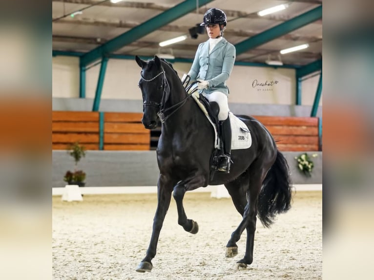 Hanoverian Gelding 10 years 16,2 hh Black in Dortmund