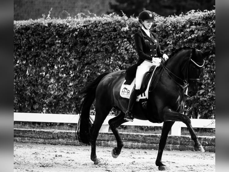 Hanoverian Gelding 10 years 16,2 hh Black in Dresden