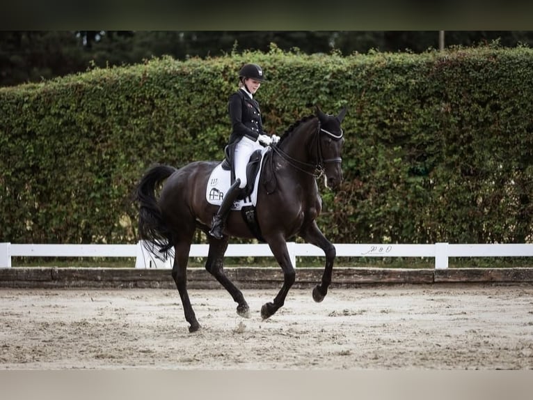Hanoverian Gelding 10 years 16,2 hh Black in Dresden