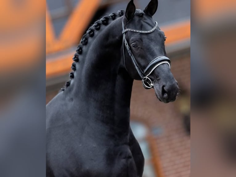 Hanoverian Gelding 10 years 16,2 hh Black in Hamburg Eilbek
