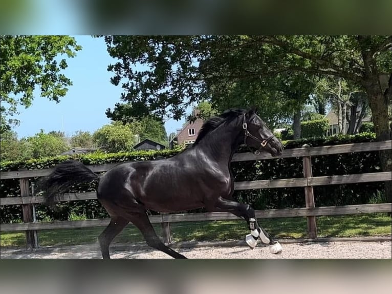 Hanoverian Gelding 10 years 16,2 hh Black in Luzern