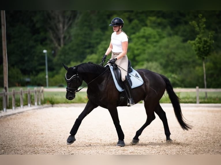 Hanoverian Gelding 10 years 16,2 hh Black in Bern