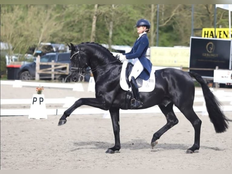 Hanoverian Gelding 10 years 16,2 hh Black in Berlin Kreuzberg
