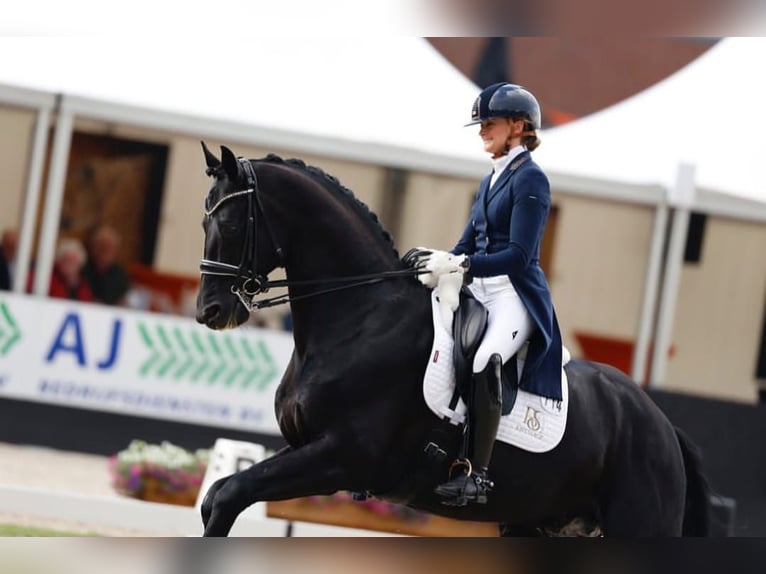 Hanoverian Gelding 10 years 16,2 hh Black in Berlin Kreuzberg