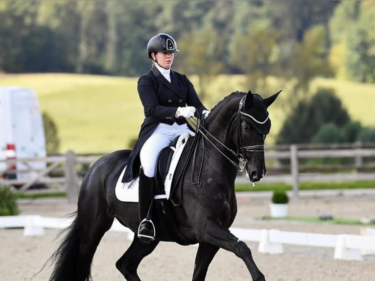 Hanoverian Gelding 10 years 16,2 hh Black in Nürnberg Hanoverian Gelding 10 years 16,2 hh Black in Nürnberg