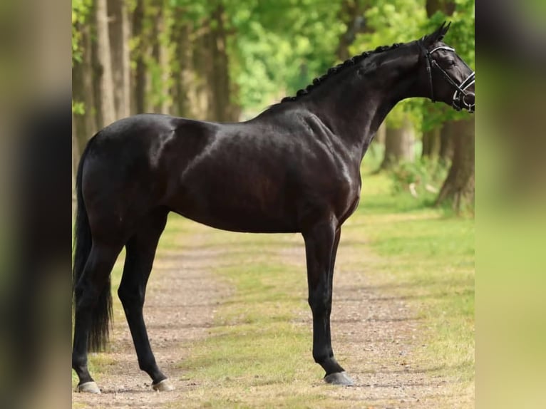Hanoverian Gelding 10 years 16,2 hh Black in Berlin Kreuzberg