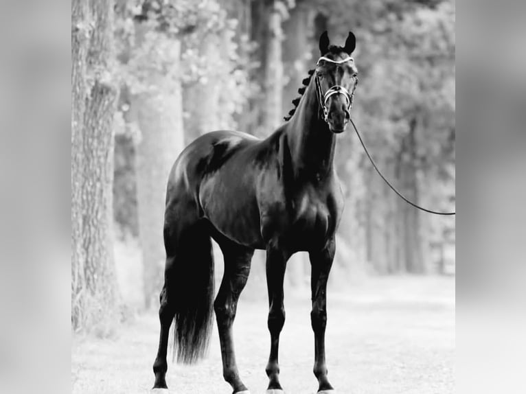Hanoverian Gelding 10 years 16,2 hh Black in Berlin Kreuzberg