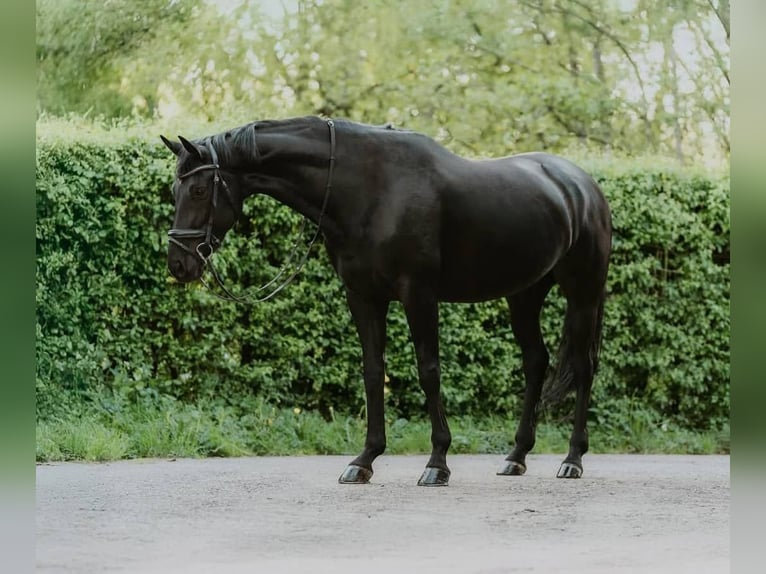 Hanoverian Gelding 10 years 16,2 hh Black in Dortmund