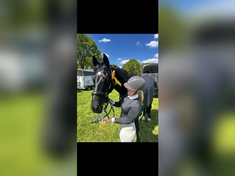 Hanoverian Gelding 10 years 16,2 hh Black in Saterland