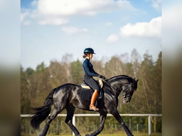 Hanoverian Gelding 10 years 16,2 hh Black in Lausanne