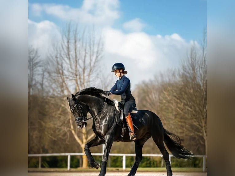 Hanoverian Gelding 10 years 16,2 hh Black in Lausanne