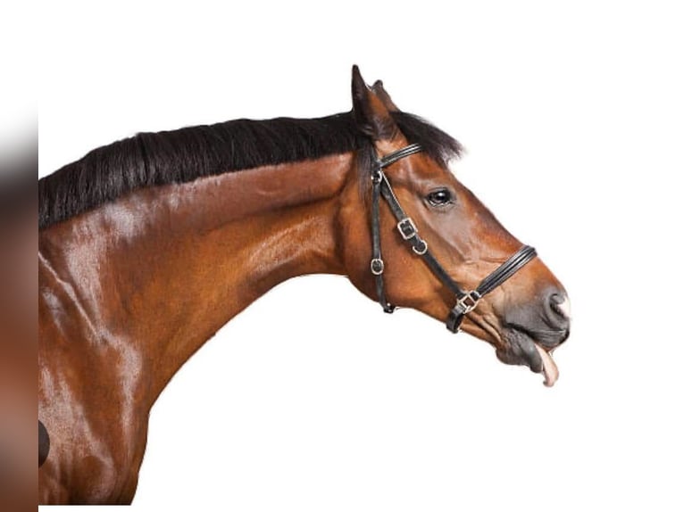Hanoverian Gelding 10 years 16,2 hh Brown in Madrid Hanoverian Gelding 10 years 16,2 hh Brown in Madrid