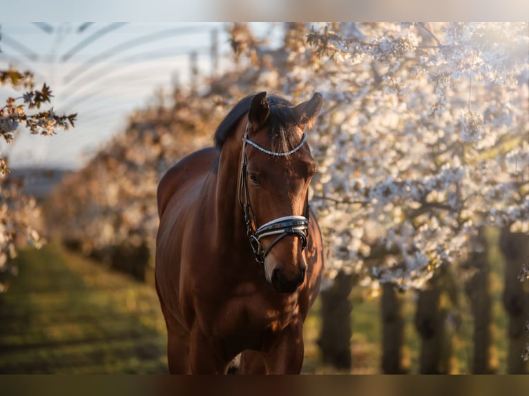 Hanoverian Gelding 10 years 16,2 hh Brown in Weyhe