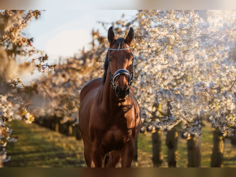Hanoverian Gelding 10 years 16,2 hh Brown in Weyhe