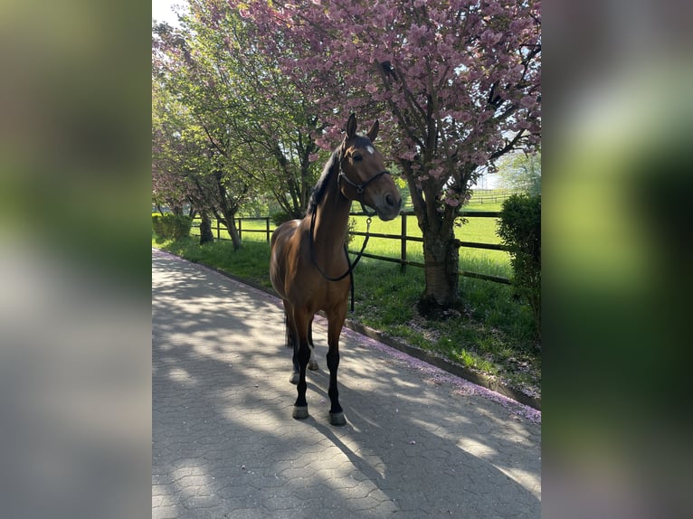 Hanoverian Gelding 10 years 16,2 hh Brown in Essen