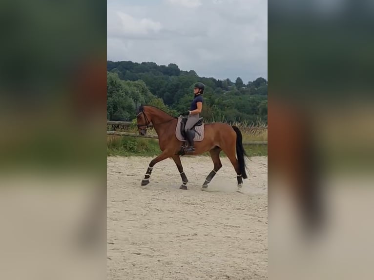 Hanoverian Gelding 10 years 16,2 hh Brown in Essen