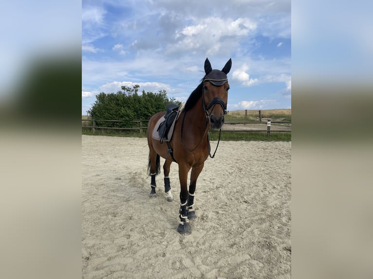 Hanoverian Gelding 10 years 16,2 hh Brown in Essen