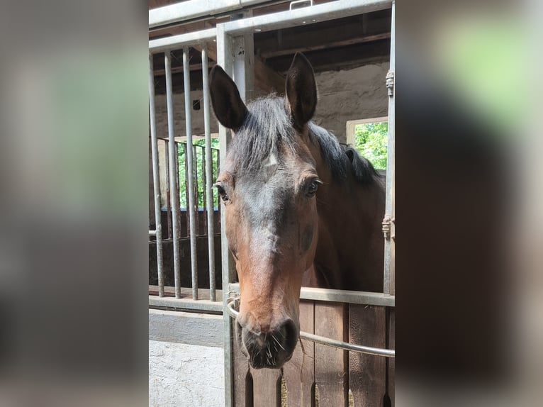 Hanoverian Gelding 10 years 16,2 hh Brown in Braunschweig