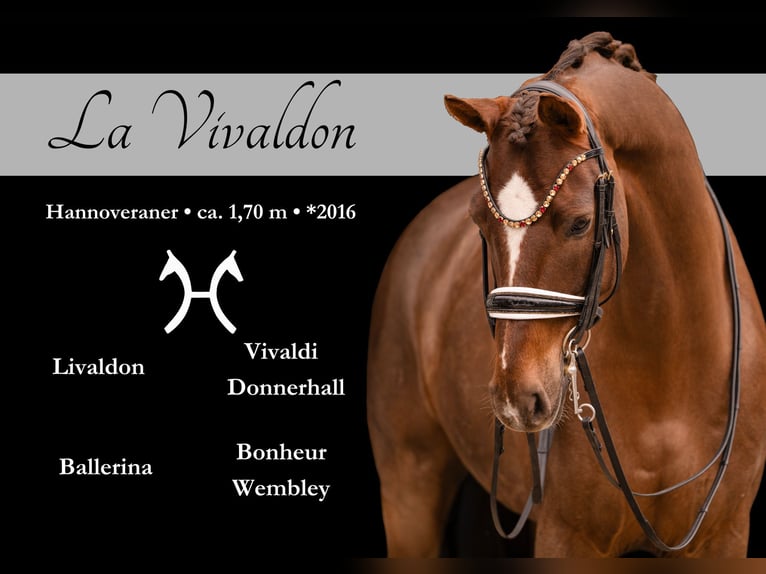 Hanoverian Gelding 10 years 16,2 hh Chestnut in Wehringen