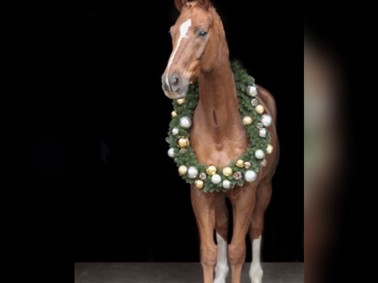 Hanoverian Gelding 10 years 16,2 hh Chestnut-Red in Hamminkeln