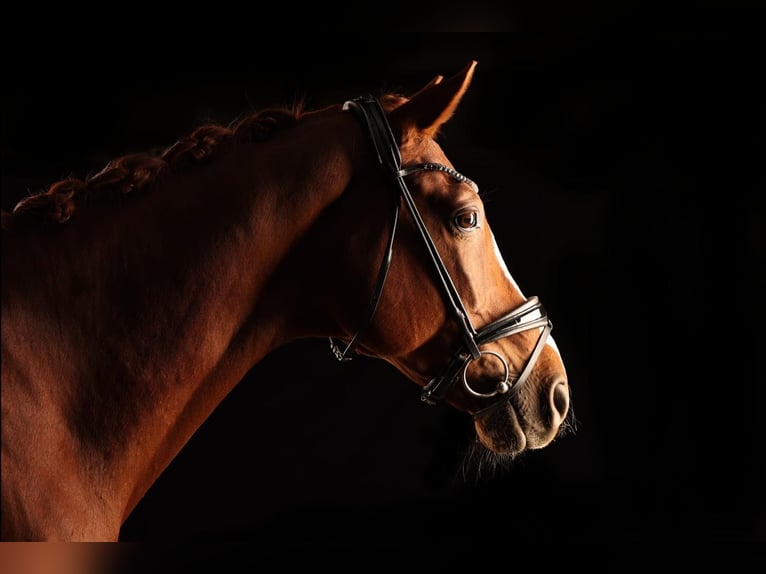 Hanoverian Gelding 10 years 16,2 hh Chestnut-Red in Remlingen