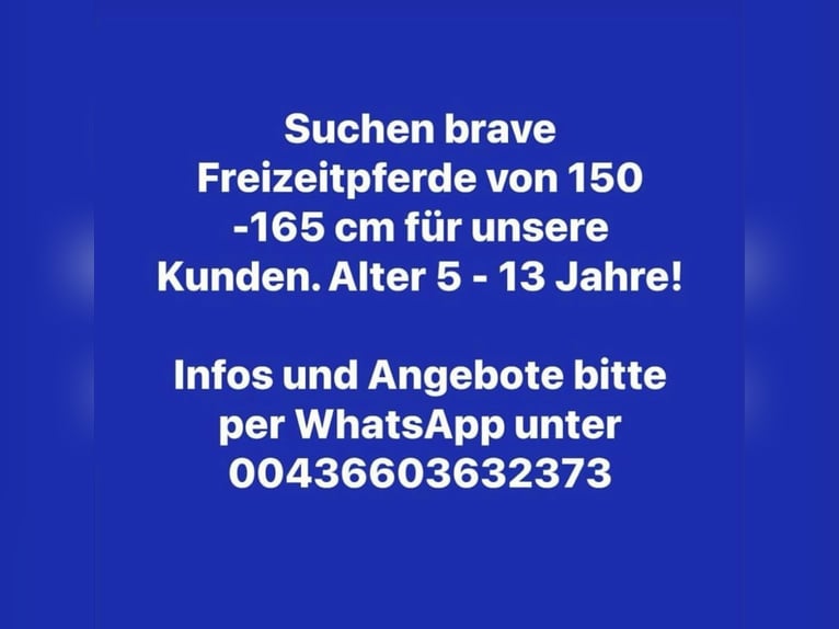 Hanoverian Gelding 10 years 16,2 hh in Pelmberg