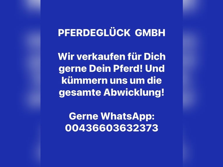 Hanoverian Gelding 10 years 16,2 hh in Pelmberg
