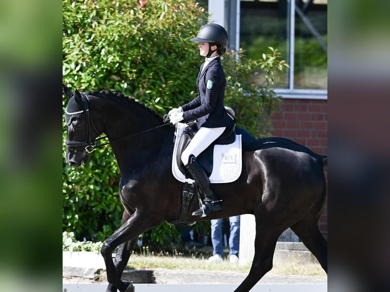 Hanoverian Gelding 10 years 16,3 hh Black in Schlitz