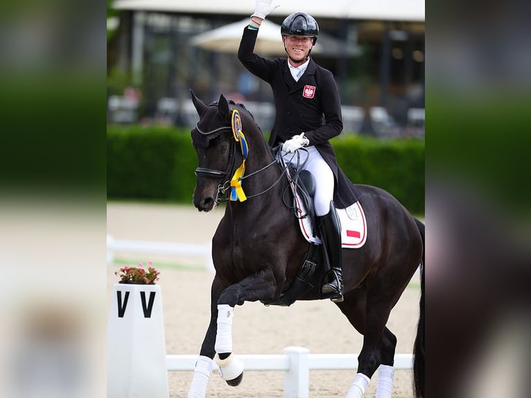 Hanoverian Gelding 10 years 16,3 hh Black in Birkenwerder