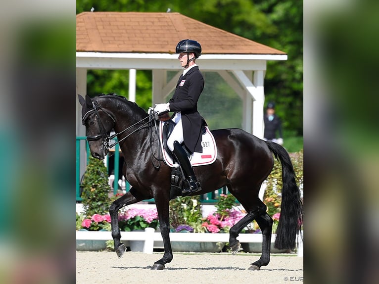 Hanoverian Gelding 10 years 16,3 hh Black in Birkenwerder