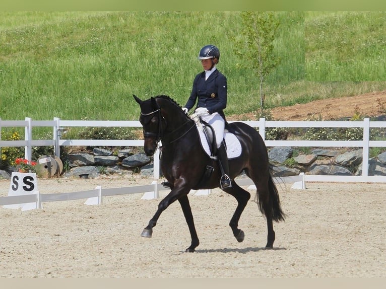 Hanoverian Gelding 10 years 16,3 hh Black in Offenburg