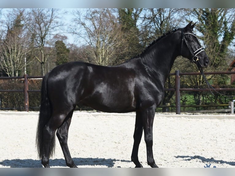 Hanoverian Gelding 10 years 16,3 hh Black in Offenburg