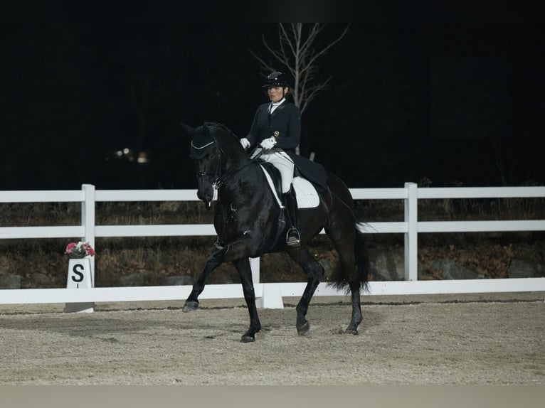 Hanoverian Gelding 10 years 16,3 hh Black in Offenburg
