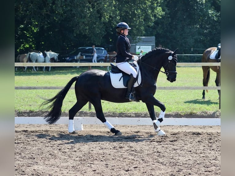 Hanoverian Gelding 10 years 16,3 hh Black in Neuchatel