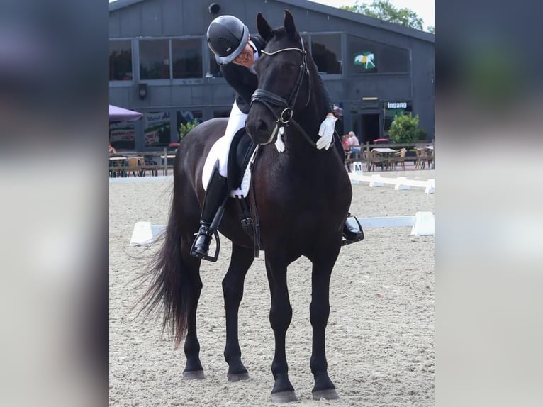 Hanoverian Gelding 10 years 16,3 hh Black in Neuchatel