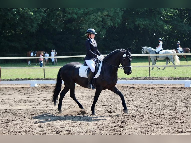 Hanoverian Gelding 10 years 16,3 hh Black in Neuchatel