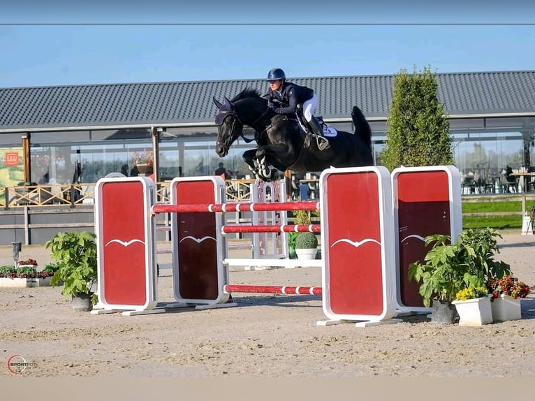 Hanoverian Gelding 10 years 16,3 hh Black in Neuchatel