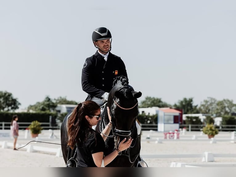 Hanoverian Gelding 10 years 16,3 hh Black in Dortmund