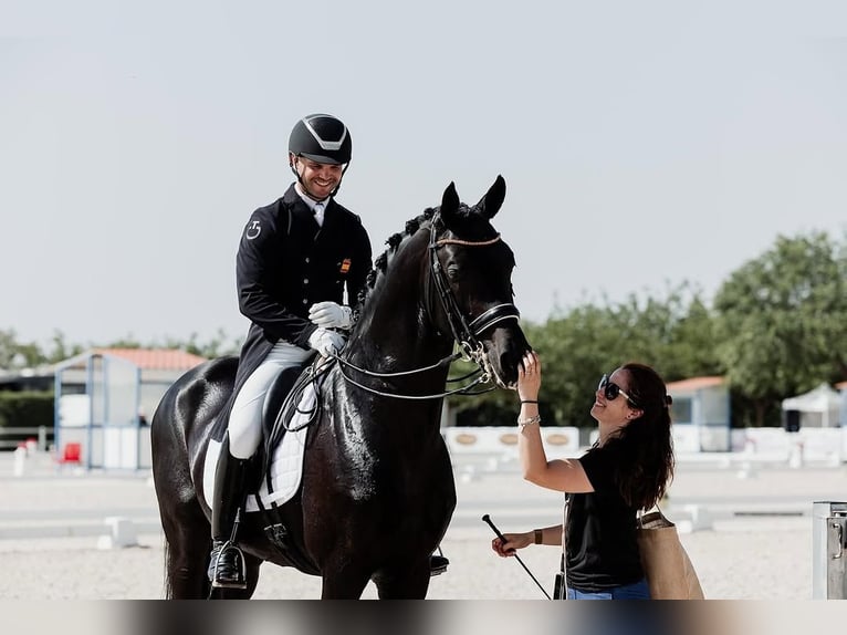 Hanoverian Gelding 10 years 16,3 hh Black in Dortmund