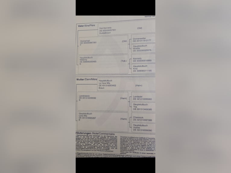 Hanoverian Gelding 10 years 16,3 hh Brown in Bergkamen