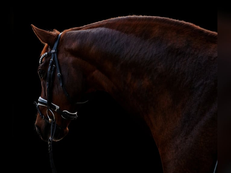 Hanoverian Gelding 10 years 16,3 hh Chestnut in Visselhövede
