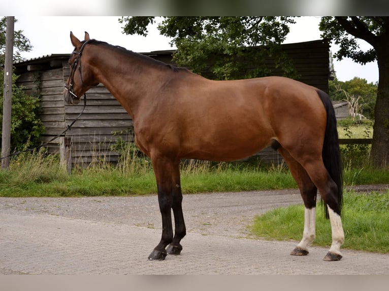 Hanoverian Gelding 10 years 17,1 hh Bay-Dark in Garbsen